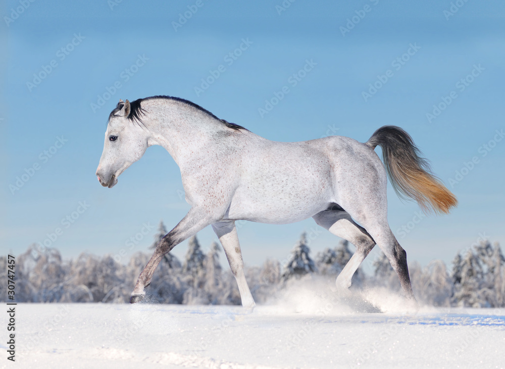 arab horse in winter