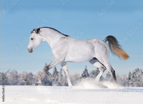 arab horse in winter © Olga Itina