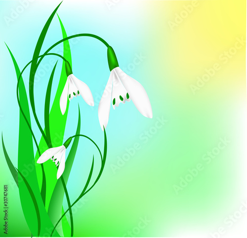 Snowdrop in the form of heart on a blue background