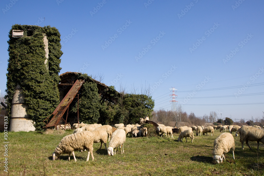 Fototapeta premium pecore al pascolo