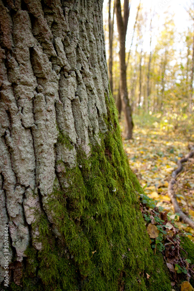 tree detail