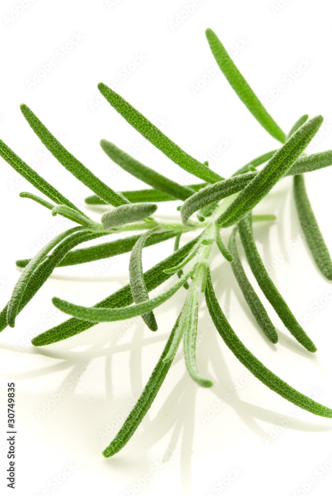 Fototapeta premium fresh rosemary