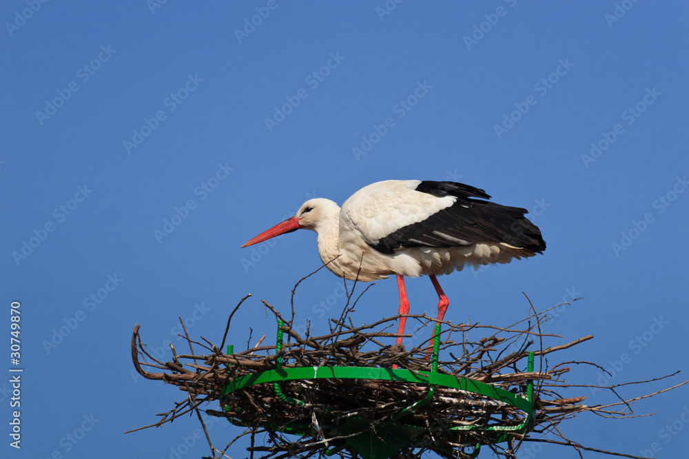Fototapeta premium stork in the nest