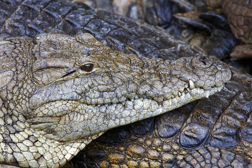 Nile crocodile, close up