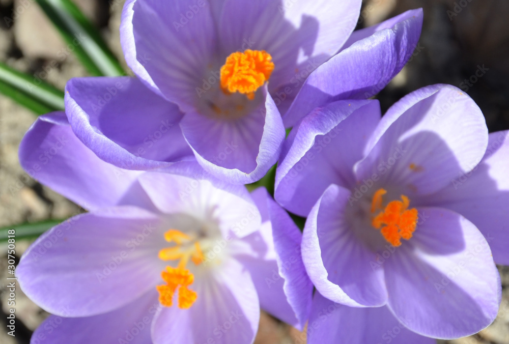 crocus