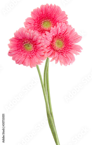 wet pink gerbera flowers