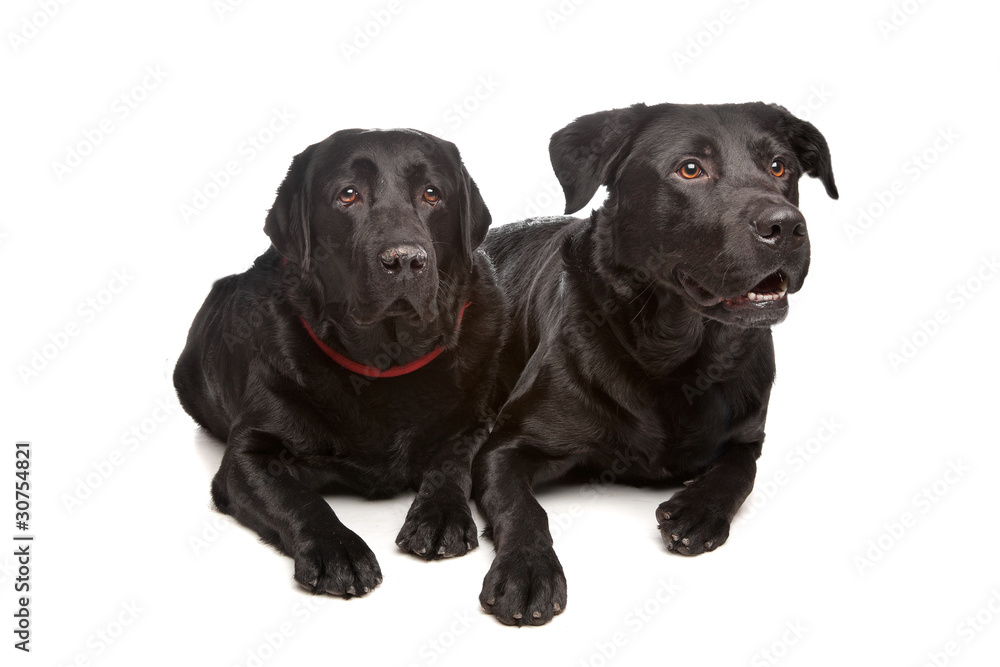 black labrador retriever black labrador retriever