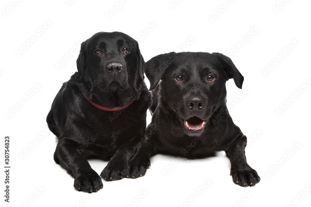 black labrador retriever black labrador retriever