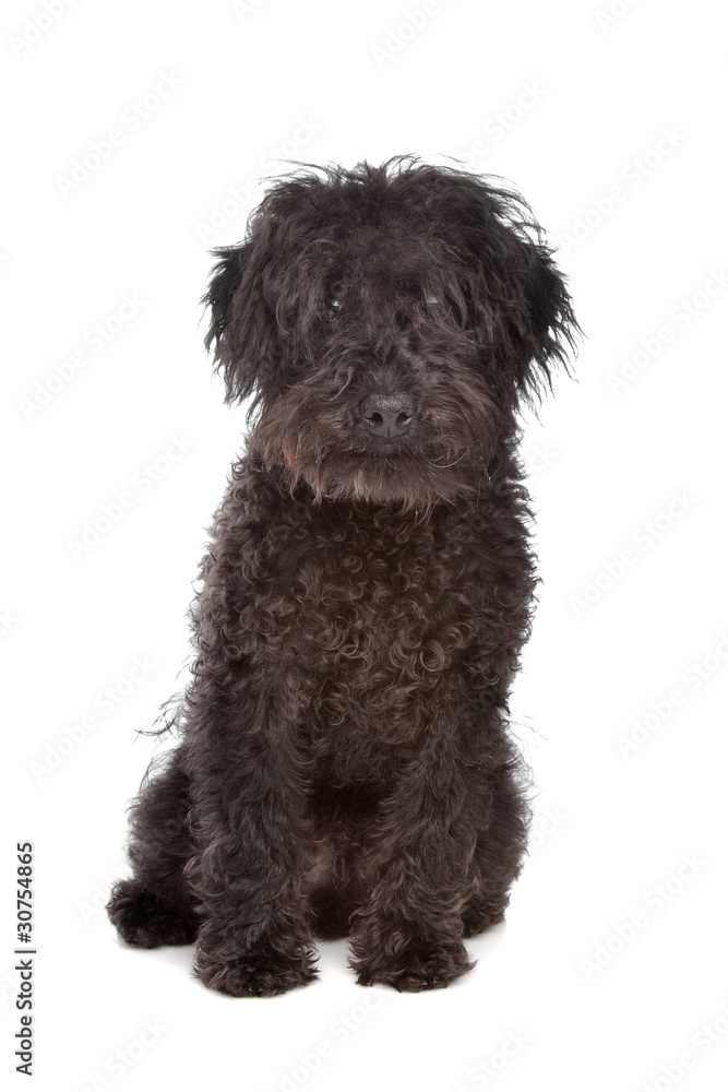 Labradoodle Labradoodle