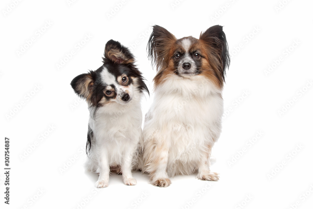 papillon or Butterfly Dog papillon or Butterfly Dog