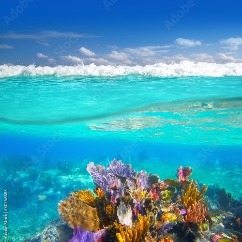 Fototapeta Naklejka Na Ścianę i Meble -  Mayan Riviera coral reef underwater up down waterline