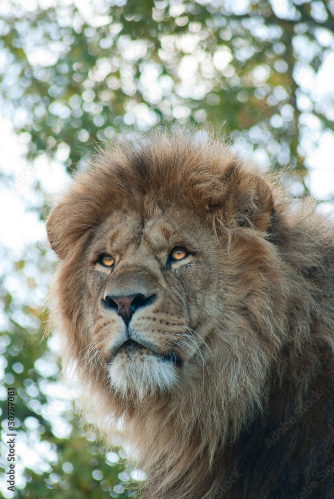 Obraz premium Portrait of a male lion (P. Leo)