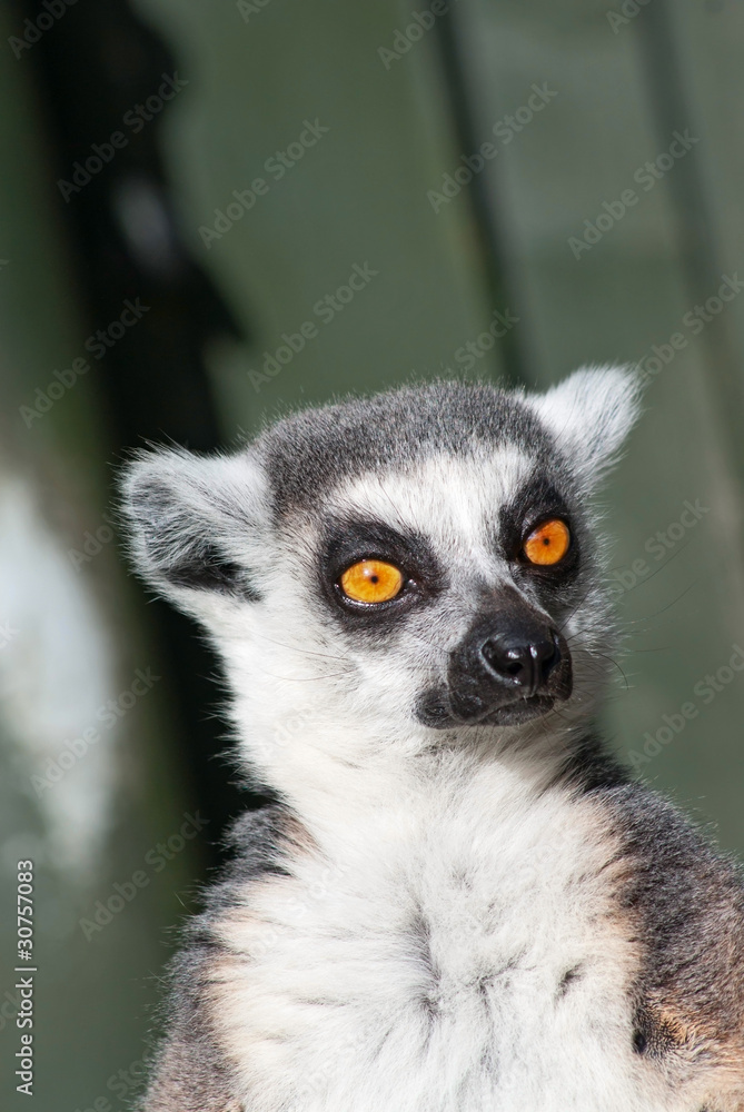 Obraz premium Portrait of a ring-tailed lemur (Lemur Catta)