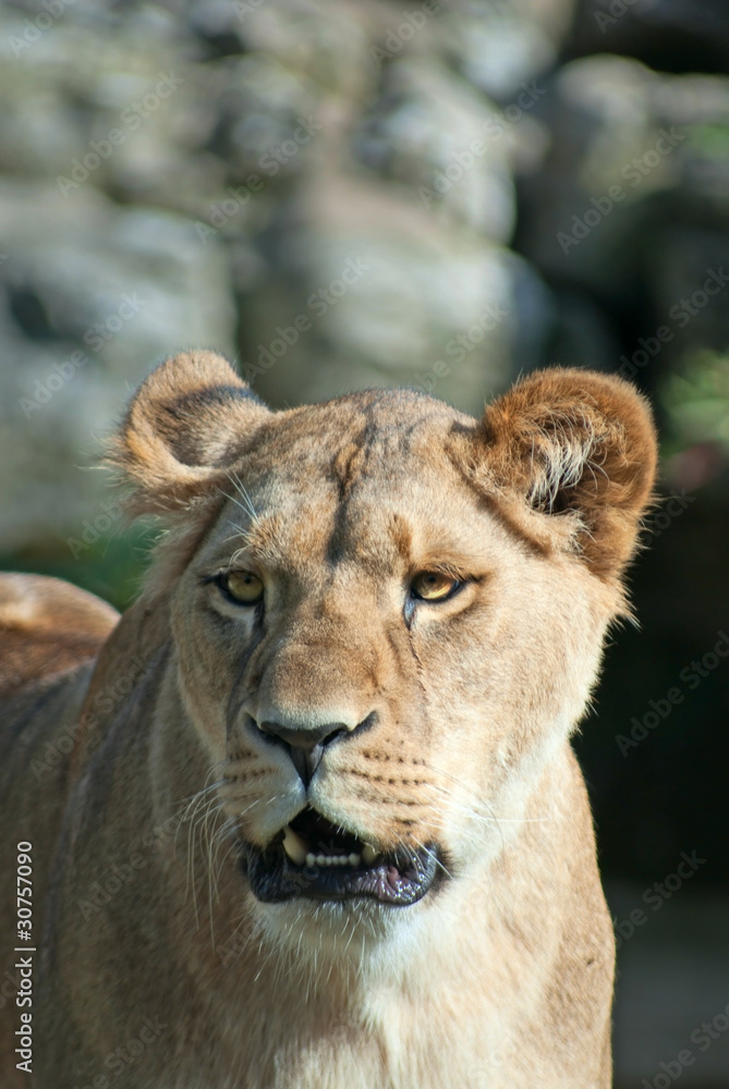 Fototapeta premium Portrait of a snarling lioness (P. Leo)