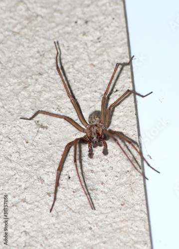 Hobo spider (Tegenaria Atrica) on the wall