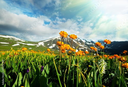 Mountains meadow