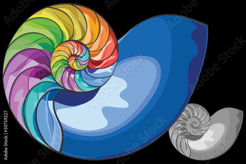 colorful nautilus shell vector