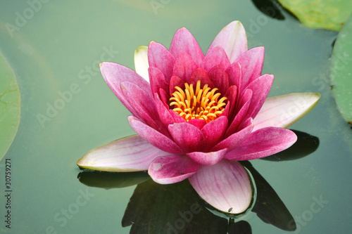 Fototapeta close-up lotus flower