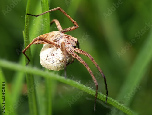 Macro spider (Pisaura mirabilis)