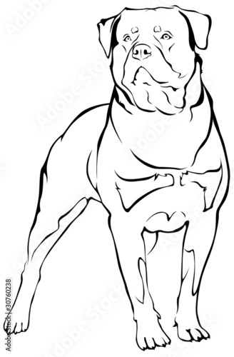 Rottweiler
