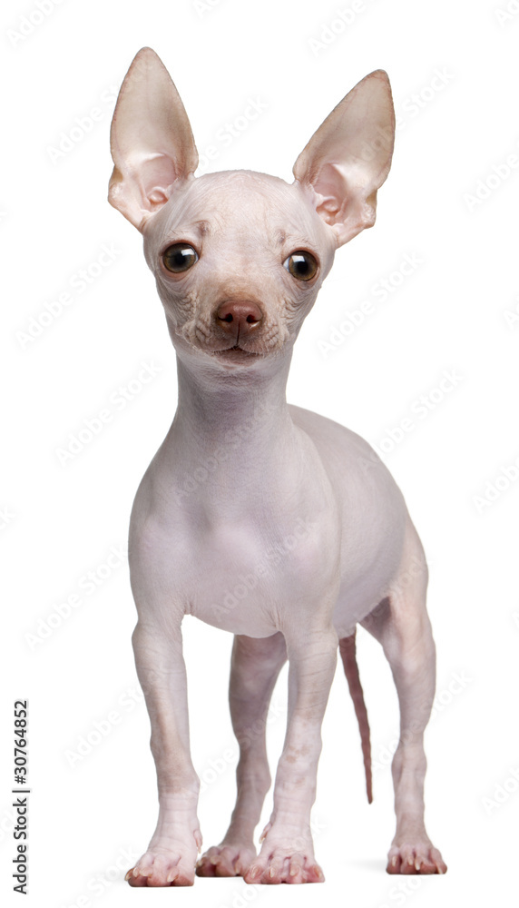 Hairless Chihuahua, 5 months old, standing