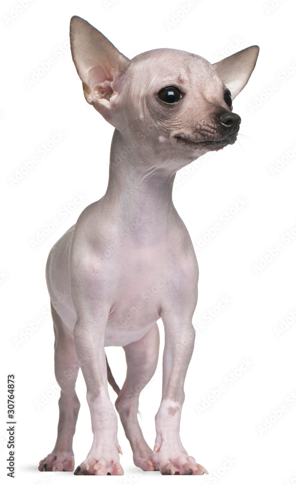Hairless Chihuahua, 5 months old, standing