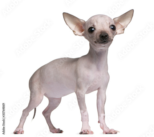 Hairless Chihuahua  5 months old  standing