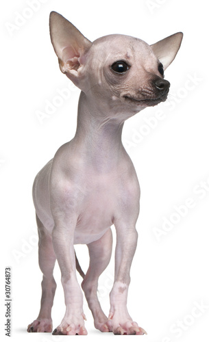 Hairless Chihuahua  5 months old  standing