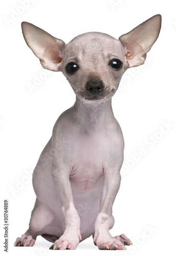 Hairless Chihuahua  5 months old  sitting