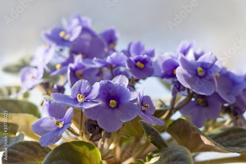 Saintpaulia - african violet