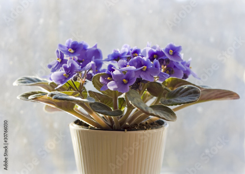 Saintpaulia - african violet