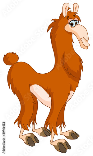Llama