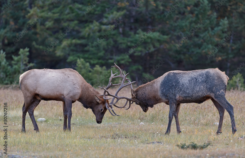 Bull Elks fighting