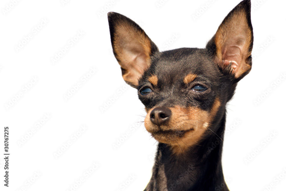 toyterrier toyterrier