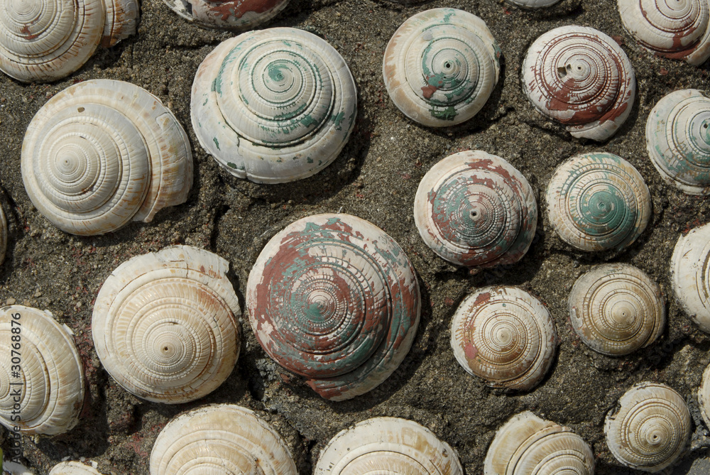 Shellwall texture 1. Shellwall texture 1.
