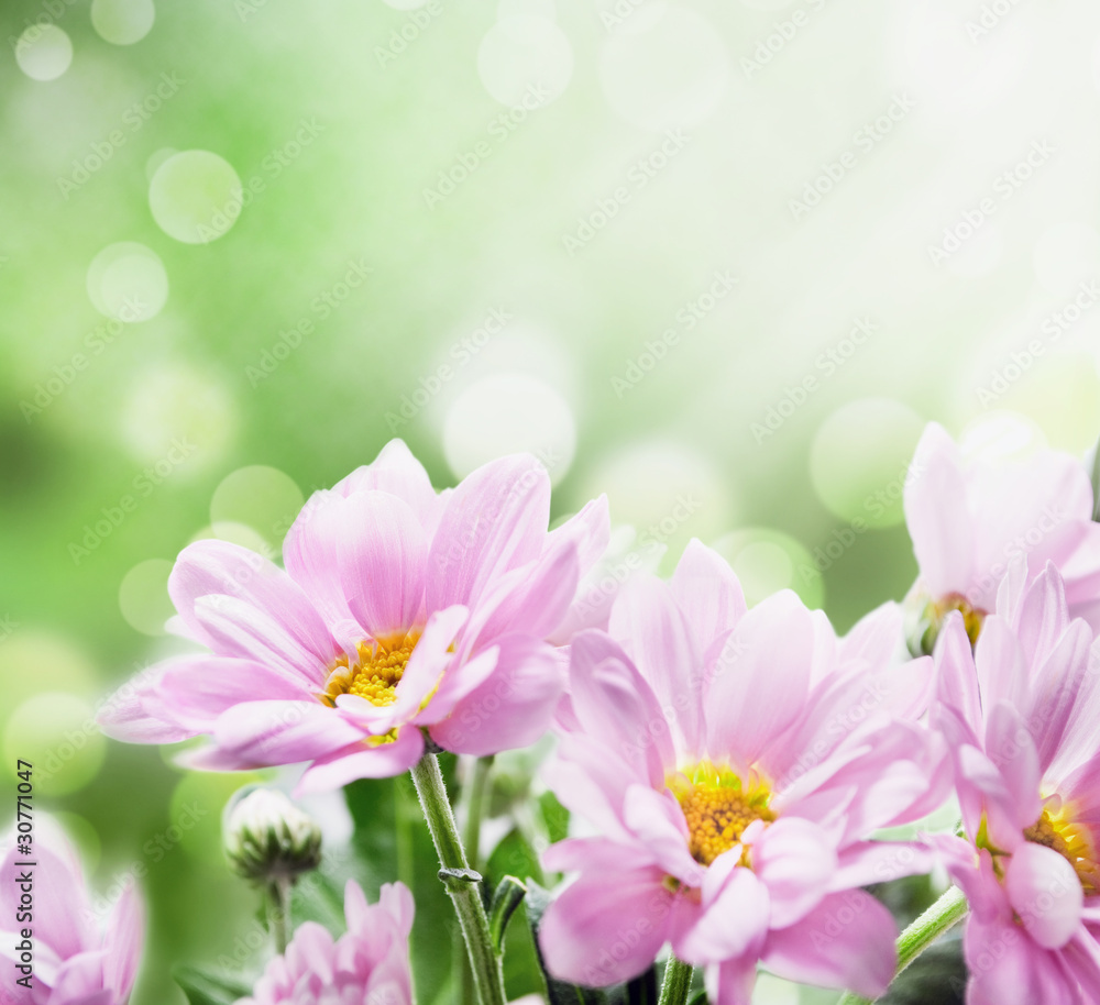 Flowers Flowers