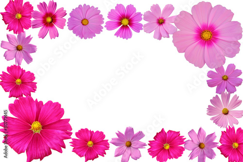 cosmos flower