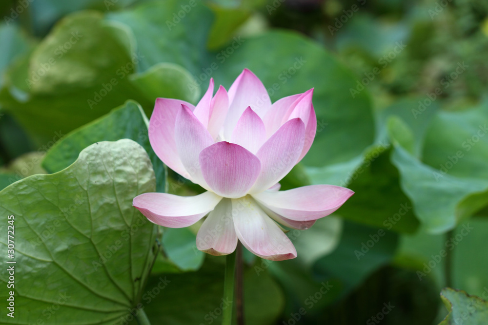 fleur rose de lotus