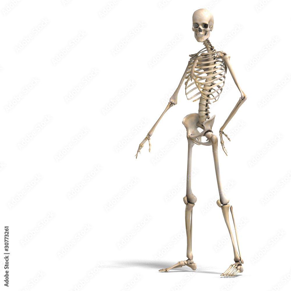 anatomical correct male skeleton. 3D rendering with clipping anatomical correct male skeleton. 3D rendering with clipping