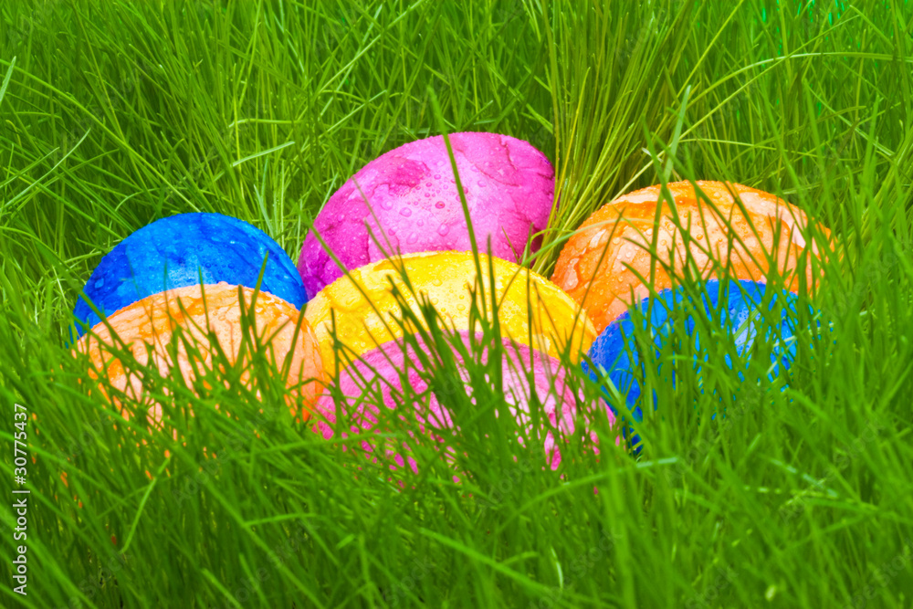 Fototapeta premium farbige Ostereier mit Tautropfen versteckt im Gras