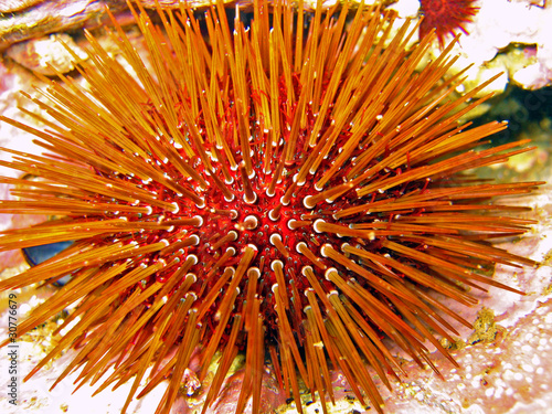 Macro view of a sea urchin  Paracentrotus lividus  Mediterranean sea  Vermilion coast  France