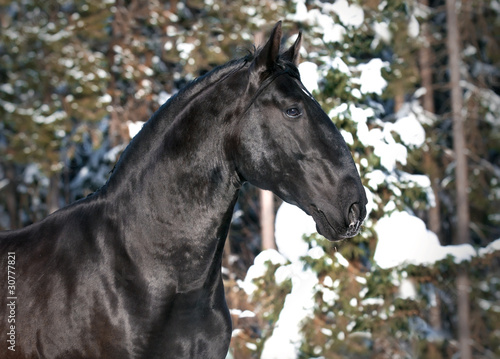 black Kladruber horse portrait in winter photo