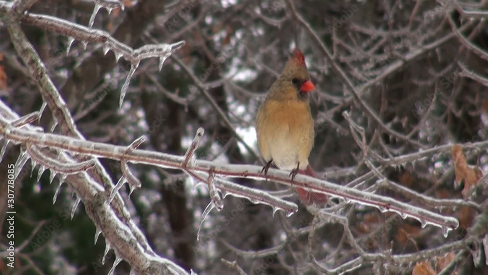 Northern cardinal perched on a branch during a winter storm Northern cardinal perched on a branch during a winter storm