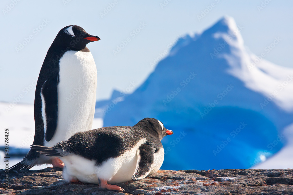 Obraz premium Two penguins