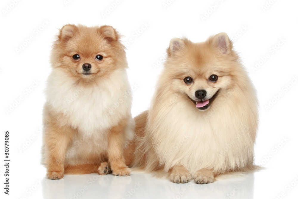 Two Pomeranian Spitz puppy on a white background