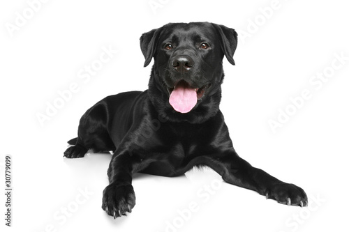 Black Labrador on a white background © jagodka