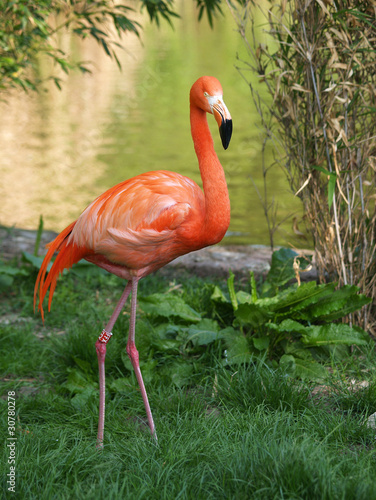 Obraz na płótnie Chilean flamingo walking near water w salonie