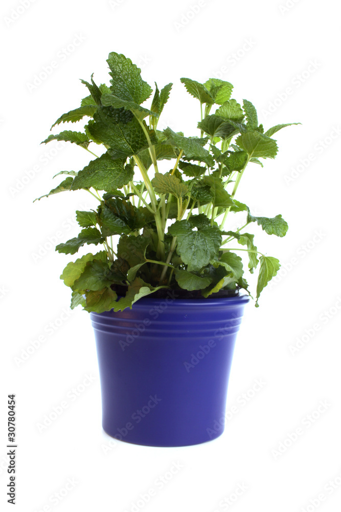 Melissa in a pot Melissa in a pot