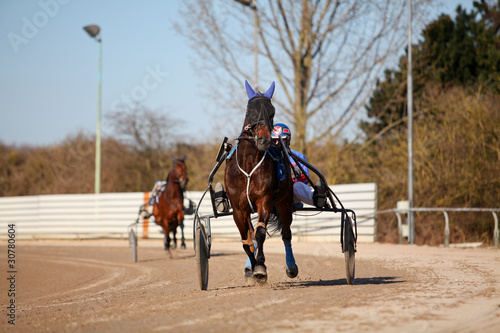 horse racing harness trotting © EwaStudio