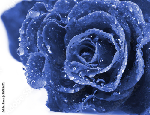 beautiful blue rose